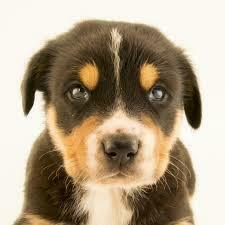 Fundraising Page: Caitlin Buckwalter